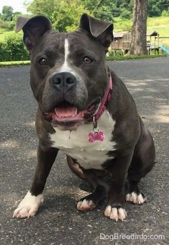 A wide chested, big headed, blue nose American Bully Pit is sitting on a blacktop surface and she is looking forward. Her mouth is open and it looks like she is smiling.