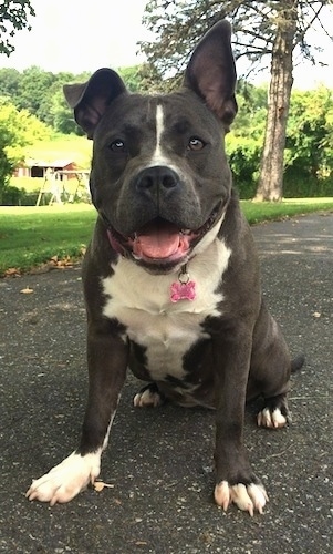 A blue nose American Bully Pit is sitting on a blacktop surface. Her mouth is open and it looks like she is smiling.
