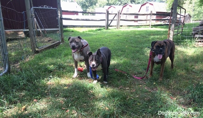 A blue nose Pit Bull Terrier, A blue nose American Bully Pit and a brown with black and white Boxer are standing in grass and they are all looking forward in front of an open gate. There mouths are open and tongues are out.