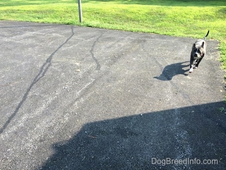 A blue nose American Bully Pit is walking across a black top surface with grass behind her.