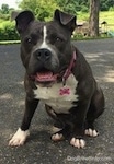 Close up - A blue nose American Bully Pit is sitting on a blacktop surface and she is looking forward. Her mouth is open and it looks like she is smiling.