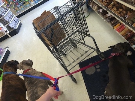 A blue nose American Bully Pit and a brown with black and white Boxer are standing in a pet store and waiting. Across from them a blue nose American Bully Pit is laying on a paw print mat and she is licking a dog bone on a shelf. There is a shopping cart in front of her.