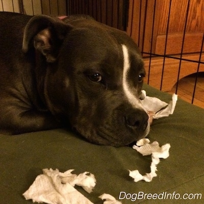 Close up - A blue nose American Bully Pit is laying on a green orthopedic dog bed pillow and there is chewed up paper towel pieces around her.