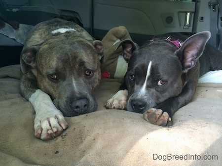 A blue nose Pit Bull Terrier and a blue nose American Bully Pit are laying on a dog bed in the middle section of a mini van that has the seats removed and looking forward. The Bully has one ear up and one ear down.