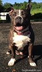 Close up - A blue nose American Bully Pit is stting on a blacktop surdace and she is looking forward. Her mouth is open and it looks like she is smiling. Its right ear is up and its left ear is flopped over.