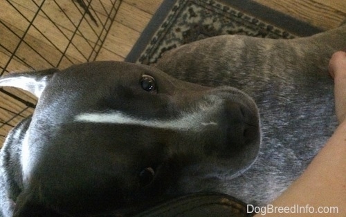 Close up - A blue nose American Bully Pit is standing behind a blue nose Pit Bull Terrier. A person has her hand on the back of a Pit Bull Terrier.