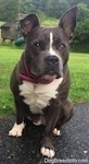 A blue nose American Bully Pit is sitting on a blacktop surface and she is looking forward. Her right ear is up and her left ear is slightly up.