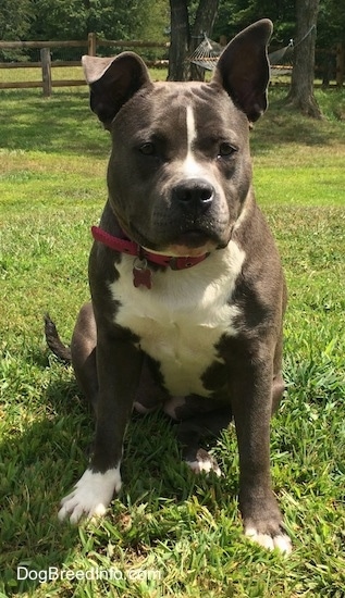 A thick-bodied blue nose American Bully Pit is sitting in grass and she is looking to the right. There is a hammock behind her.