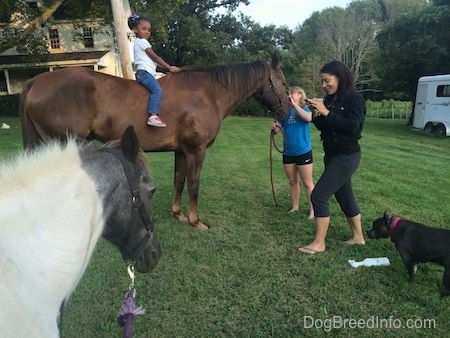 A little girl in a white shirt is sitting on the back of a horse with two other girls, a pony and a dog in front of them.
