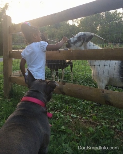 A little girl in a white shirt is feeding a goat through a fence. There is an American Bully dog watching them.