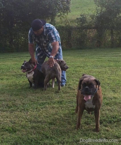 A blue nose American Bully Pit and a blue nose Pit Bull Terrier are standing in front of a man with a backwards blue hat. The man is petting the two dogs near him. There is a brown brindle Boxer standing in grass away from them.