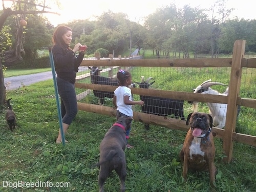 A lady in a black jacket is taking a picture of a girl in a white shirt feeding goats. A black cat is walking across the field. A blue nose American Bully Pit is looking at the girl in a white shirt. There is a brown brindle Boxer sitting with his mouth open and tongue out.