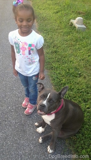 A little girl is standing next to a blue nose American Bully Pit that is sitting in grass.