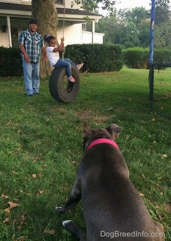 The back of a blue nose American Bully Pit is sitting in grass and she is looking at a man push a little girl on a tire swing.