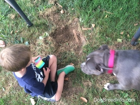 A blue nose American Bully Pit is walking to a boy who is looking at the hole she dug.