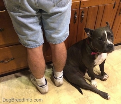 A blue nose American Bully Pit is sitting on a tiled floor next to and against a persons leg.
