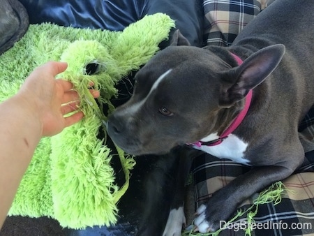 A blue nose American Bully Pit is laying on a plaid dog bed next to a ripped green rug. There is a persons hand lifting up the rug.