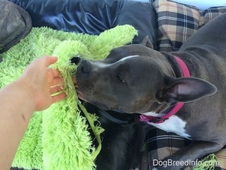 A blue nose American Bully Pit is licking the hands of a person thats hand is sticking through a ripped green rug.