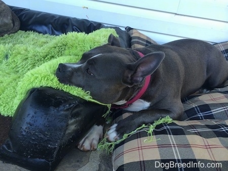 A blue nose American Bully Pit is laying on a plaid dog bed and her head is laying on top of a green fuzzy rug.