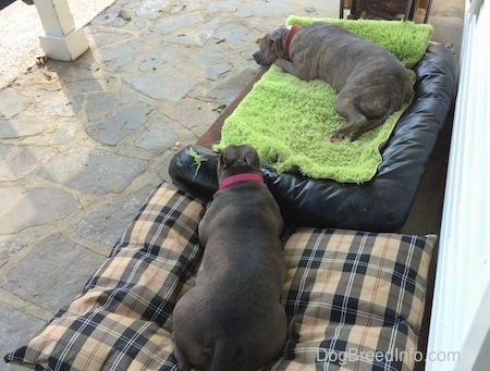 Two dogs on an old stone porch on top of dog beds. The dog on the right has a green rug on top of his bed that he is laying on.