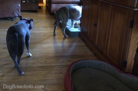 A blue nose American Bully Pit is walking behind a blue nose Pit Bull Terrier that is standing on a green orthopedic dog bed pillow.