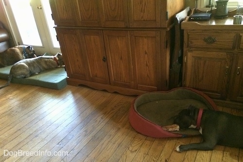 A blue nose American Bully Pit is laying on a dog bed and she is biting a dog bone. There is a brown brindle Boxer and a blue nose Pit Bull Terrier laying on a green orthopedic dog bed pillow in front of a white door.