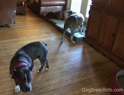 A blue nose American Bully Pit is walking away from a blue nose Pit Bull Terrier and a brown brindle Boxer that are on top of a green orthopedic dog bed pillow.