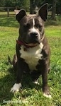 A blue nose American Bully Pit is sitting in grass and she is looking to the right. Her right ear is up and her left ear is slightly up.