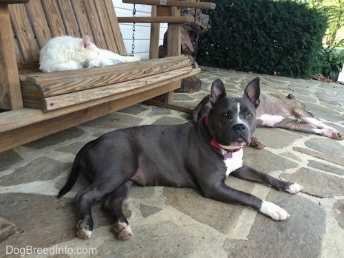 A blue nose American Bully Pit is laying on a stone porch and next to her laying on his side is a blue nose Pit Bull Terrier. There is a white cat sleeping on a wooden porch swing behind them.