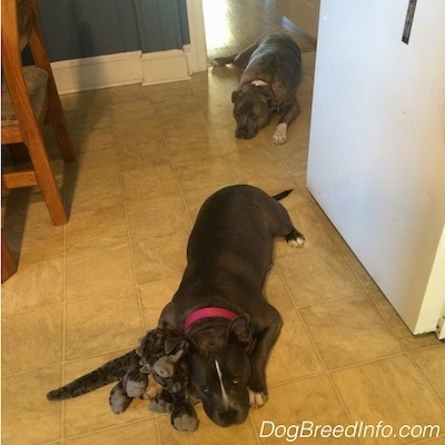 A blue nose Pit Bull Terrier is laying down on a hardwood floor and he is laying behind a blue nose American Bully Pit that is laying on a tiled floor. She has a pillow toy in between her neck and paw.