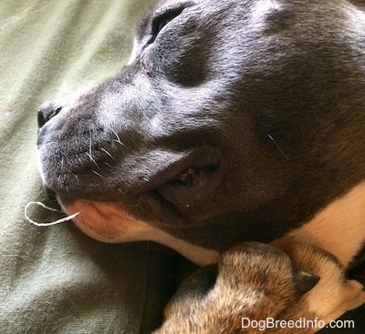 Close up - The side of a blue nose American Bully Pit. There is a piece of fabric coming out of the dogs mouth.