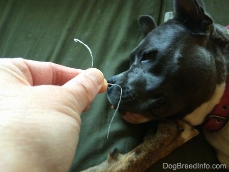 A person is holding a piece of fabric over the head of a blue nose American Bully Pit that is laying on a green pillow.