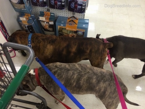Three Dogs are walking across a floor next to a shopping cart in a store.