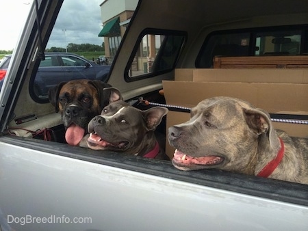 A blue nose American Bully Pit is sitting in the back of a vehicle and on both sides of her there is a brown brindle Boxer and a blue nose Pit Bull Terrier. They are looking out the back of an open truck cap.