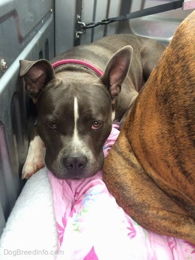 Close up - A blue nose American Bully Pit is laying on a pink blanket and in front of her is a brown brindle Boxer.