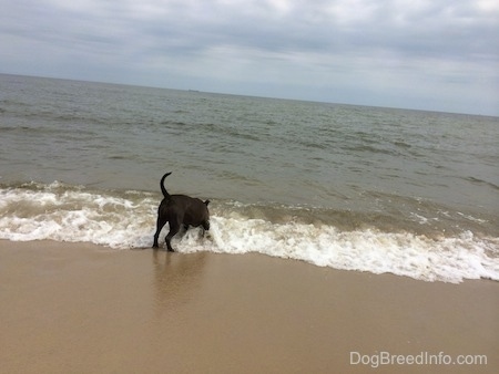 A blue nose American Bully Pit is biting at a body of water.