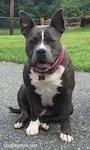 A blue nose American Bully Pit is sitting on a blacktop surface. Her mouth is slightly open. There is a nice lawn behind her.