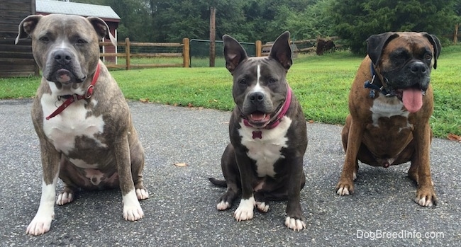 A blue nose Pit Bull Terrier, A blue nose American Bully Pit and a brown brindle Boxer are sitting on a blacktop and they are looking forward.