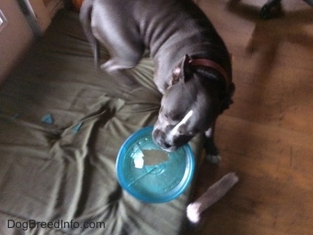 A blue nose American Bully Pit is standing over a the broken remains of a Frisbee with the rest of it in her mouth on a green orthopedic dog bed pillow and there is a bone next to the pillow.