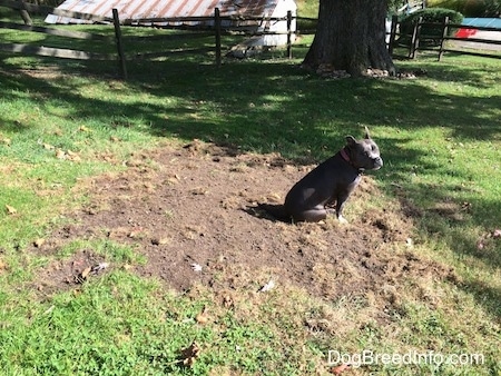 A blue nose American Bully Pit is sitting on top of a dirt patch in grass. There is an old white springhouse and a 300 year old oak tree in the distance.