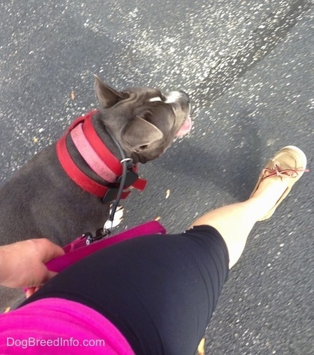 A blue nose American Bully Pit is being led on a walk on a black-top surface by a girl in a hot pink shirt.