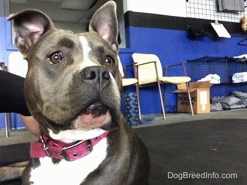 Close up front view head and upper body shot - a blue nose American Bully Pit is laying on a rubber mat in a Crossfit Gym. The dog is wide-eyed and looking alert.