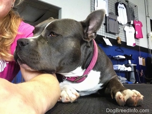 A blue nose American Bully Pit is laying on a rubber mat next to a girl in a hot pink shirt. There are shirts for sale hanging on the wall in the distance