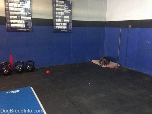 A blue nose American Bully Pit is laying on a tan dog bed in the back of a crossfit gym.