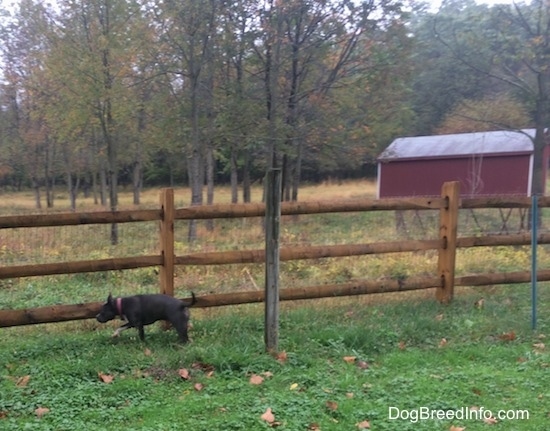 A blue nose American Bully Pit is walking across a wooden and wire fence. There is a red lean-to shelter in the field behind the fence.