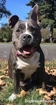 A blue nose American Bully Pit is sitting in grass and she is looking forward. Her mouth is open and tongue is slightly out. It looks like she is smiling. The grass around her has leaves around it.