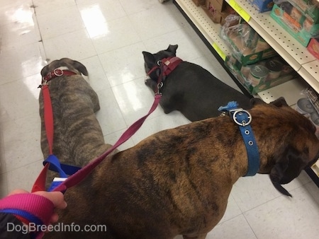 A blue nose American Bully Pit and a blue nose Pit Bull Terrier are laying on a tiled floor in a Pet Store. There is a brown brindle Boxer dog behind them looking at food on a shelf.