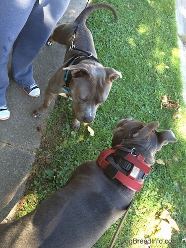 A grey with white Pit Bull Terrier and a gray with white American Bully are standing in front of each other in a street.