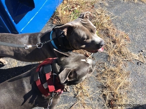 Top down view of a grey with white Pit Bull Terrier and a dark gray with white American Bully are standing next to each other on a blacktop