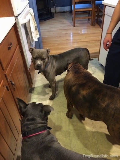 A brown with black and white Boxer is inspecting an American Pit Bull Terrier standing on a tiled floor in a kitchen.